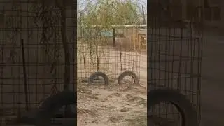 Мустанги.