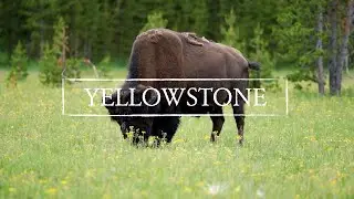 Yellowstone National Park | 4K Footage