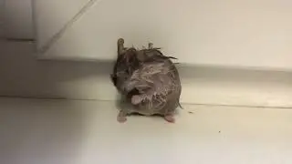 Как моется Хомяк?