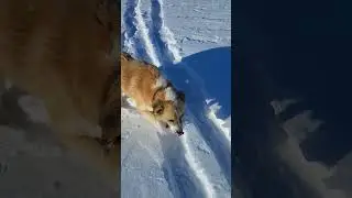 Выдохся алабай, на лыжи наступает