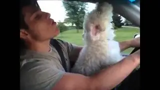 Singing Some Taylor Swift With My Dog Vine