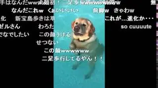 足がつくことに気付いた犬が可愛い