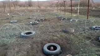 первая обработка виноградника2021г.