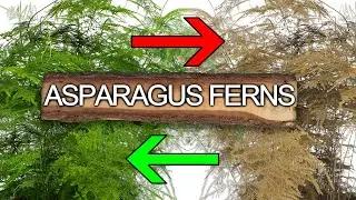 How To Take Care Of Asparagus Ferns | Keep Asparagus Setaceus - Plant Care Tips
