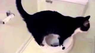 Приличный кот, какает только в унитаз Toilet Cat