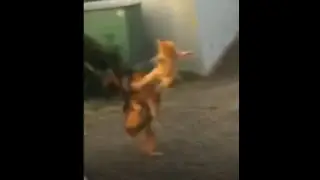 Кунг-Фу Кот
