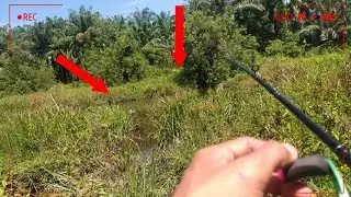 Amazing! Spot kecil ini tempat sembunyi ikan predator. #mancing #casting #gabus