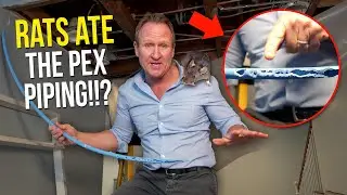 Rats COMPLETELY DESTROYED this home...The problem with Pex piping...$100,000 in damage!