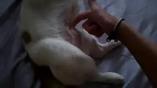 Как собаки смеются😂
