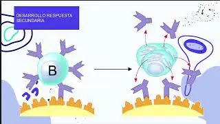 Mecanismos efectores de la respuesta inmune específica | pt 2