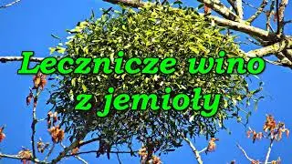 Lecznicze wino z jemioły.