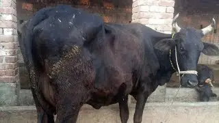 Shoqeeen Hazrat Coment men cow ki nasal btaen plz