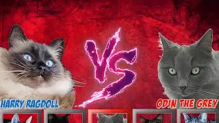 Cat Tekken 2 | Tekken: Cat Edition