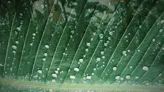 Rain On Banana Leaves with Warm Drone ( 3D-Remaster 2022)