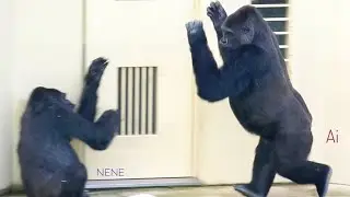 Gorilla Daughter Playing a Prank on Her Aging Mom Nene | The Shabani's Group | 06.2024