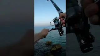 Imamo nešto ili nemamo? 😅 Orada 🐟 #fishing #seabream #shorts