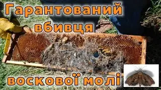 🔴Як миттєво знищити воскову міль?