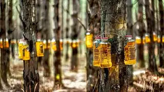 Harvesting and Processing Pine Resin and Pine Nuts: A Fascinating Journey from Forest to Factory