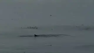 SUNSET & FIN WHALES