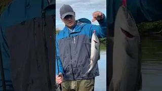 Кижуч Камчатка . #fishing #голец #рыбалка #кижуч #trout #salmon #горбуша #камчатка