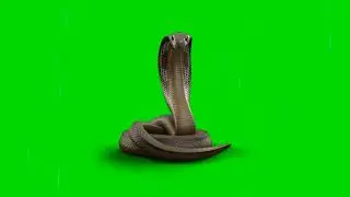 snake green screen video