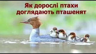 Як дорослі птахи доглядають пташенят. Цікаві факти