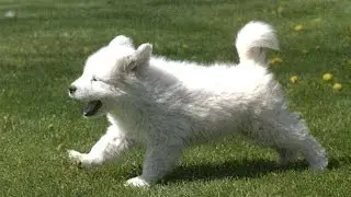 Большая пиренейская овчарка (Pyrenean Shepherd). Породы собак (Dog Breed)
