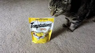 Hand feeding my cat Temptations cat treats