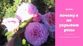 Почему я не укрываю розы