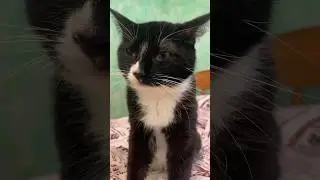 😍😍😍#мейнкун #безкотажизньнета #cat