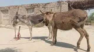 Power full donkey breeding seen power full video 