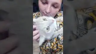 Счастье не в деньгах #котенок #pets #веселаясемейка #petvideos #кот #мудрость #мудрыеслова
