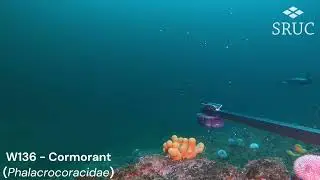 Loch Eriboll underwater commentary with Neil and Graeme