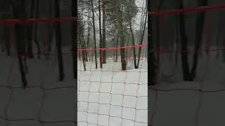 Шишкин парк
