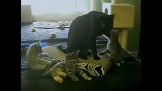 4 Week Old Playful Rescue Kittens Learn to Climb, Jump and Stalk - Nanny Cam - Week 3