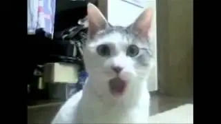 OMG Cat