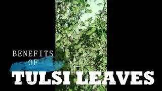 Benefits of Tulsi leaves in Bengali- Amazing Health Benefits of  Holy Basil (Tulsi)