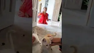 WAIT FOR THE TWIST #shorts #cat #funny #viral