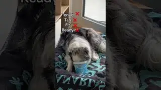 Yogurt monster alert #funnydog #dogmom