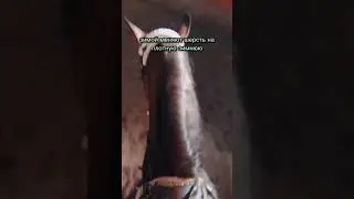 вы брили свою лошадь?✨