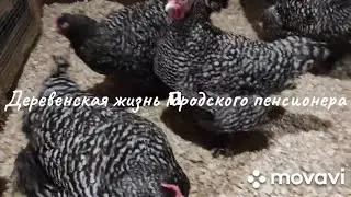 Мехеленская кукушка в моем хозяйстве. Новая семья кур.Зачем заводила эту породу. Как улучшить оплод.