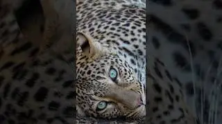 Mwezi 🩵 #leopardlove #southluangwa #wildlifephotography #africanwildlife #safarilife #naturelovers