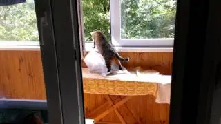 вонючка и сетка для окна