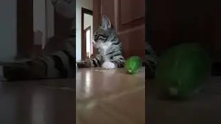 😃 NO PANIC | CUCUMBER AND CITTEN  | #cat #catlover #kitten #trend #shorts #youtubeshorts