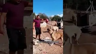 Горные собаки защитили ОВЕЦ 💎🏔️🐑