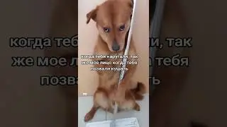 жиза?