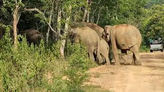 Herd of elephants shelter a baby elephant crossing the road at the Kui Buri National Park Thailand
