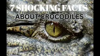 7  things you didn't know about crocodiles