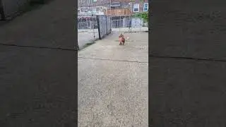 My Dog with a Pumpkin Pet Toy #shorts #Dogs #shortsfeeds #trending #vlog #life
