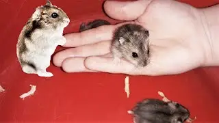 Хомячкам  1  месяц! Впервые гладим маленьких хомячков! Лизушкины питомцы